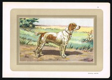 Brittany Spaniel (Épagneul Breton) – Antique French Dog Print c.1900s