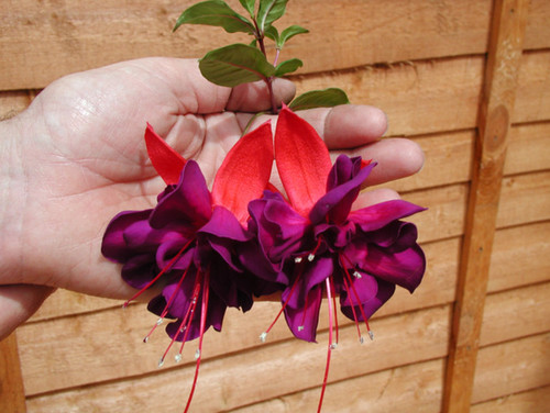 Live voodoo fuchsia plant - fuchsia,