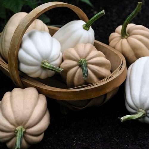 Squash seeds vegetable garden - seeds,