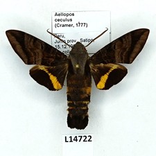 Sphingidae, Aellopos ceculus
