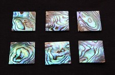 First quality flat N.Z. Abalone piece.