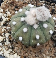 Astrophytum asterias 