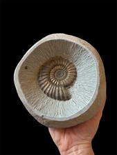 Rare Androgynoceras Ammonite Fossil Specimen - Jurassic, Charmouth, UK