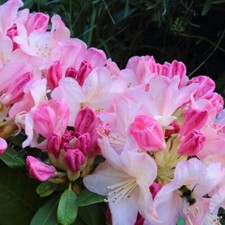 Rhododendron 'Yakushimanum' -