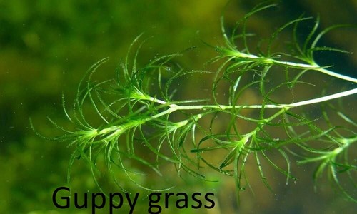 100 guppy grass - 5-100, g