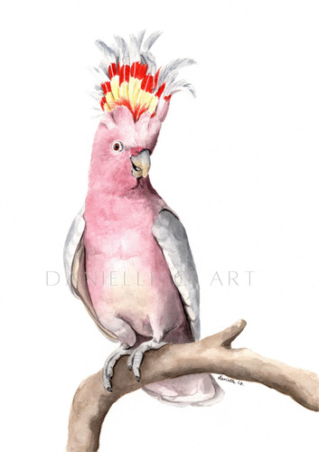 Watercolour major mitchell - major, mitchell's