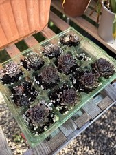 Rooted Sempervivum Chicks - x5