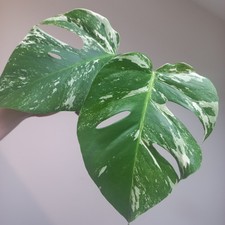 Monstera Deliciosa Albo