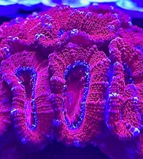 Live Saltwater Aquaculture LPS