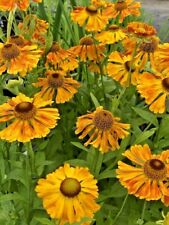 Helenium Carmen Herbaceous Cottage Perennial in 9cm Pot