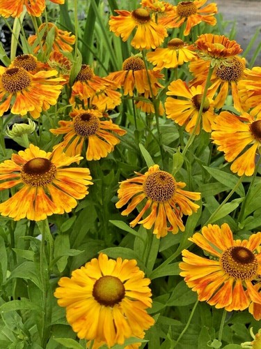 Helenium carmen herbaceous - helenium,