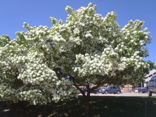Chinese fringe tree 12 - chinese,
