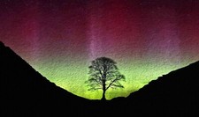 Sycamore Gap Tree Hadrians