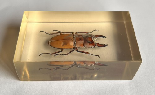 Real insect - insect, stag