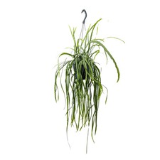 Lepismium bolivianum | Forest