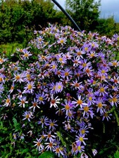 Purple Michaelmas Daisy 3ltr