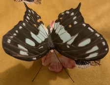 Malachite On Oleander 1985 Franklin Mint Butterflies Of The World Figure