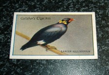 Gallaher - Zoo Tropical Birds 1st Series - Choose From Selection