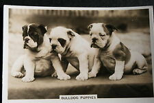 ENGLISH BULLDOG PUPPIES  Vintage 1939  Photo Card  EE18M
