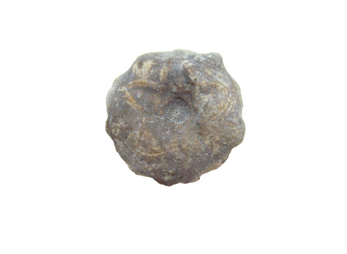 Pennsylvanian crinoid fossil - pennsylvanian,