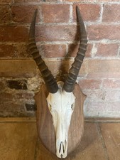 Taxidermy Antelope Antlers And Deer Skull Mounted To Wooden Frame 