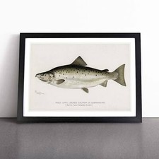 Male Land Locked Salmon Framed
