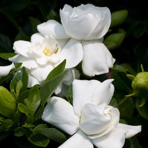 Gardenia white crown - x,