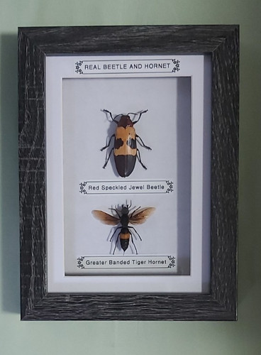 Taxidermy real framed insects - real,