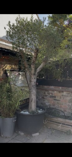 Olive tree 6ft olea - tree,