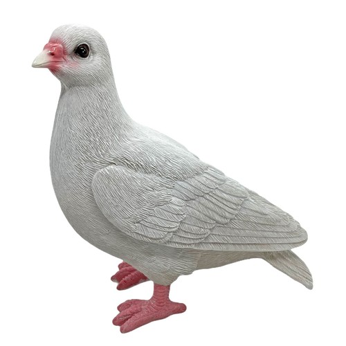 White dove garden bird - white,