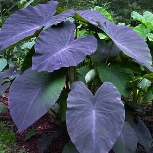 Colocasia esculenta black - colocasia, 'black