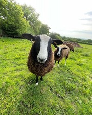 Pedigree Zwartble Raw Washed & Vacuum Packed Wool 100g