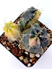 Echinocereus knippelianus f