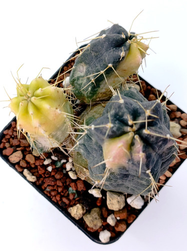 Echinocereus knippelianus - , f