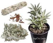 Grow own White Sage SEEDS Herb Plant Salvia apiana OR Dried Make Smudge Stick