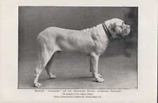 MASTIFF NAMED CHAMPION DOG OLD ANTIQUE 1901 PRINT