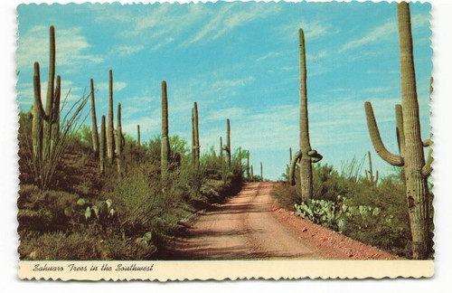 Sahuaro trees the southwest - sahuaro,