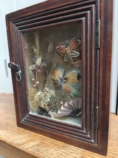 Antique mahogany case 8"x7" with feather display
