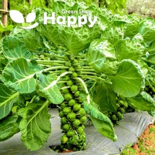 VEGETABLE BRUSSEL SPROUTS -