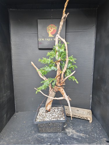 Tanuki needle juniper bonsai - needle,
