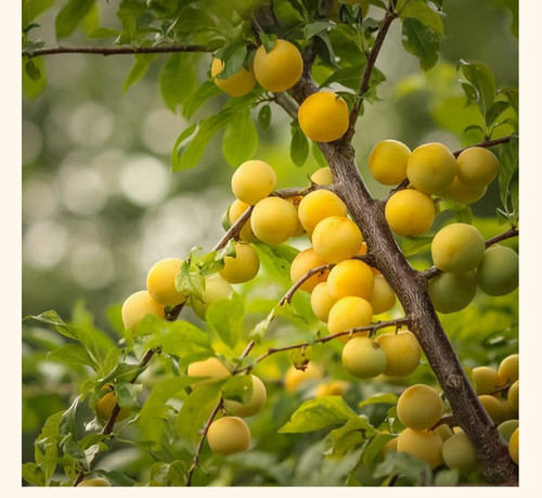 Plum tree seeds - plum,