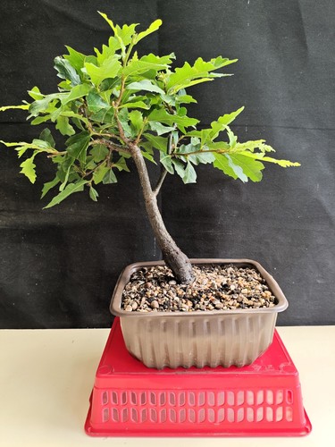 Turkey oak pre - bonsai, h