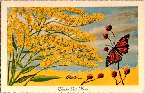 Butterfly featured - featured, on