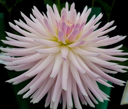 Kiwi gloria dahlia plant - gloria, in