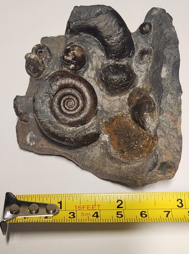 Moroccan platyclymenia - platyclymenia, &