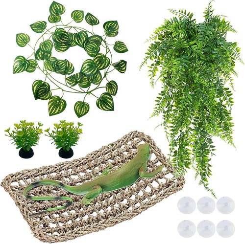 Bearded dragon accessories - dragon,