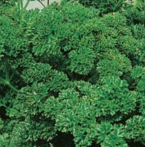 Organic parsley - organic, (curled)