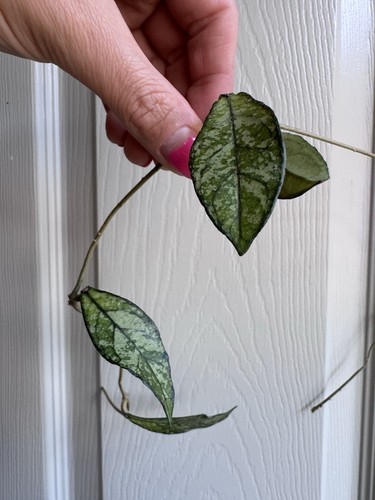 Hoya crassipetiolata splash - hoya,