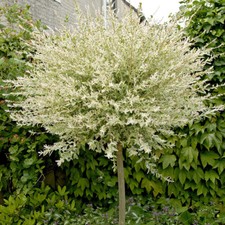 Flamingo Willow Tree in 3L Pot