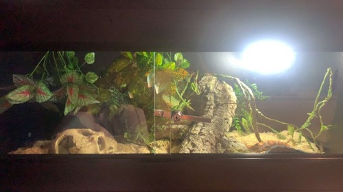 Reptile vivarium
